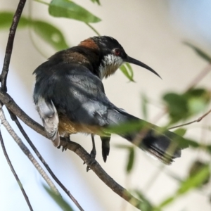 Acanthorhynchus tenuirostris at Higgins, ACT - 25 Feb 2023