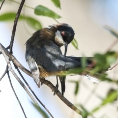 Acanthorhynchus tenuirostris at Higgins, ACT - 25 Feb 2023