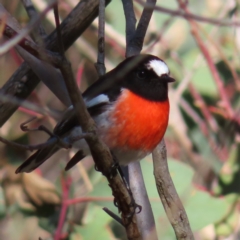 Petroica boodang (Scarlet Robin) at Mount Taylor - 26 Jul 2023 by MatthewFrawley