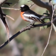 Petroica boodang at Tuggeranong, ACT - 26 Jul 2023