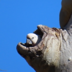 Cacatua galerita (Sulphur-crested Cockatoo) at Mount Taylor - 26 Jul 2023 by MatthewFrawley