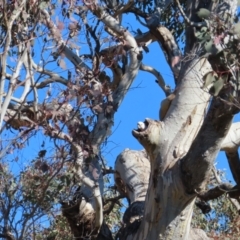 Cacatua galerita at Fisher, ACT - 26 Jul 2023 11:49 AM