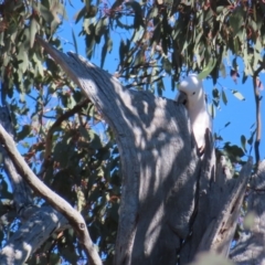 Cacatua galerita at Fisher, ACT - 26 Jul 2023