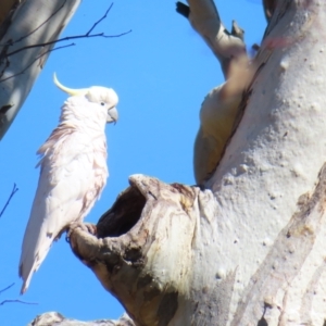 Cacatua galerita at Fisher, ACT - 26 Jul 2023