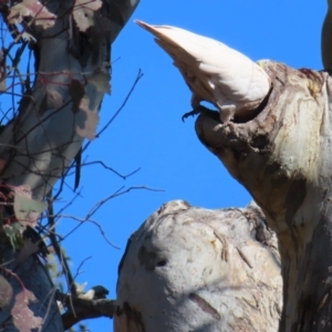 Cacatua galerita at Fisher, ACT - 26 Jul 2023