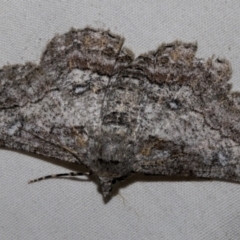 Cleora displicata (A Cleora Bark Moth) at Higgins, ACT - 24 Feb 2023 by AlisonMilton