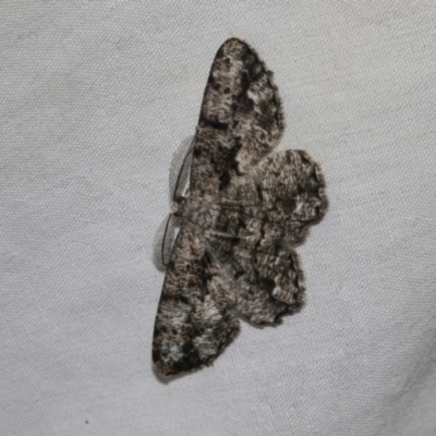 Unplaced externaria (Mahogany Bark Moth (formerly Hypomecis externaria)) at Higgins, ACT - 24 Feb 2023 by AlisonMilton