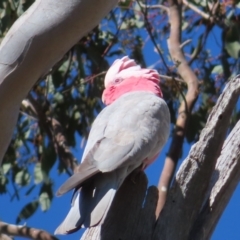 Eolophus roseicapilla (Galah) at Tuggeranong, ACT - 26 Jul 2023 by MatthewFrawley