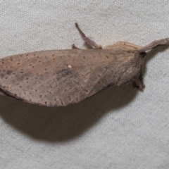 Elhamma australasiae (A Swift or Ghost moth (Hepialidae)) at Higgins, ACT - 25 Feb 2023 by AlisonMilton