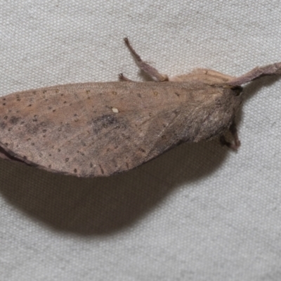 Elhamma australasiae (A Swift or Ghost moth (Hepialidae)) at Higgins, ACT - 25 Feb 2023 by AlisonMilton