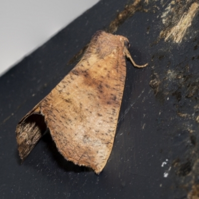 Fisera (genus) (Unidentified Fisera moths) at Higgins, ACT - 24 Feb 2023 by AlisonMilton