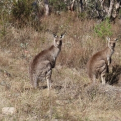 Macropus giganteus (Eastern Grey Kangaroo) at Tuggeranong, ACT - 26 Jul 2023 by MatthewFrawley