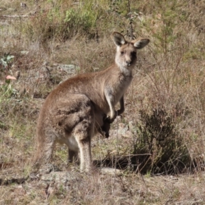 Macropus giganteus at Tuggeranong, ACT - 26 Jul 2023 11:55 AM