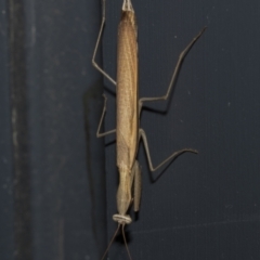 Mantis octospilota (Eight-spotted or Black-barred mantis) at Higgins, ACT - 25 Feb 2023 by AlisonMilton