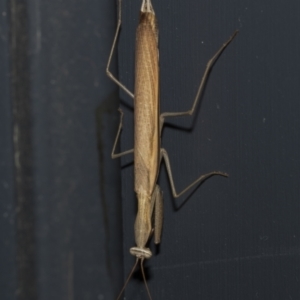 Mantis octospilota at Higgins, ACT - 25 Feb 2023