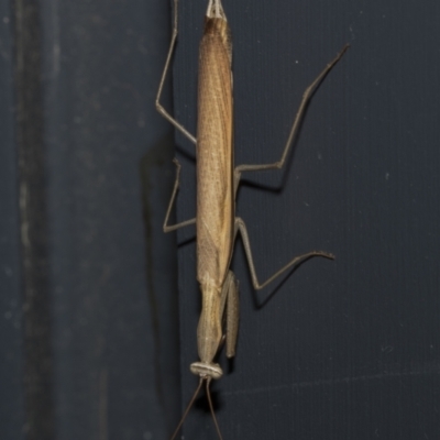 Unidentified Praying mantis (Mantodea) at Higgins, ACT - 24 Feb 2023 by AlisonMilton