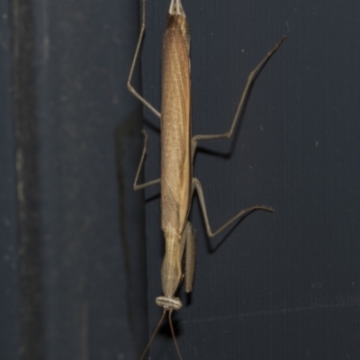 Mantis octospilota at Higgins, ACT - 24 Feb 2023 by AlisonMilton