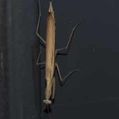 Mantis octospilota at Higgins, ACT - 25 Feb 2023