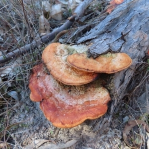 Trametes coccinea at Tuggeranong, ACT - 26 Jul 2023