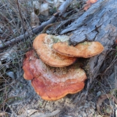 Trametes coccinea (Scarlet Bracket) at Mount Taylor - 26 Jul 2023 by MatthewFrawley