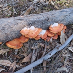 Trametes coccinea at Tuggeranong, ACT - 26 Jul 2023