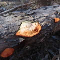 Trametes coccinea at Tuggeranong, ACT - 26 Jul 2023