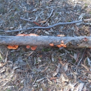 Trametes coccinea at Tuggeranong, ACT - 26 Jul 2023