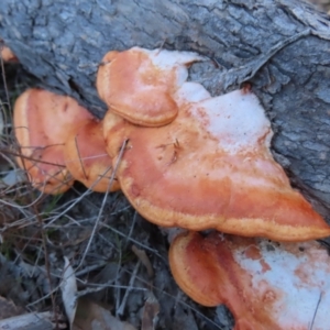 Trametes coccinea at Tuggeranong, ACT - 26 Jul 2023