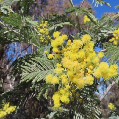 Acacia dealbata subsp. dealbata (Silver Wattle) at Mount Taylor - 26 Jul 2023 by MatthewFrawley