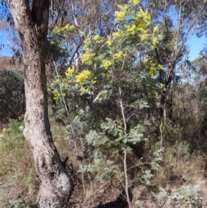 Acacia dealbata subsp. dealbata at Kambah, ACT - 26 Jul 2023