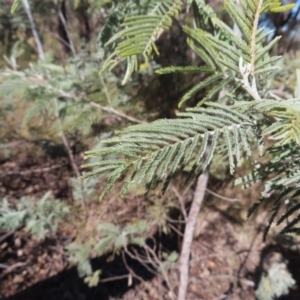 Acacia dealbata subsp. dealbata at Kambah, ACT - 26 Jul 2023