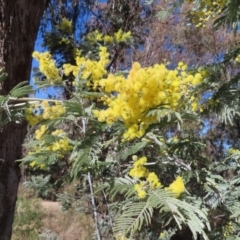 Acacia dealbata subsp. dealbata at Kambah, ACT - 26 Jul 2023