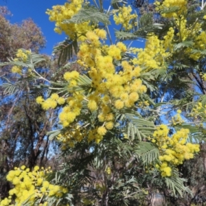 Acacia dealbata subsp. dealbata at Kambah, ACT - 26 Jul 2023