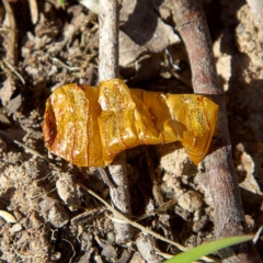 Hepialidae (family) (Unidentified Swift or Ghost Moth) at Higgins Woodland - 26 Jul 2023 by Trevor