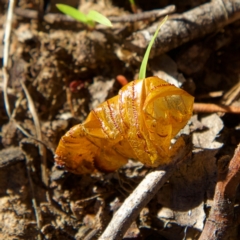 Hepialidae (family) at Higgins, ACT - 26 Jul 2023