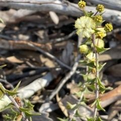 Acacia gunnii (Ploughshare Wattle) at Stromlo, ACT - 26 Jul 2023 by JaneR