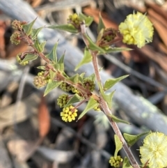 Acacia gunnii at Stromlo, ACT - 26 Jul 2023