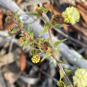 Acacia gunnii at Stromlo, ACT - 26 Jul 2023 09:57 AM