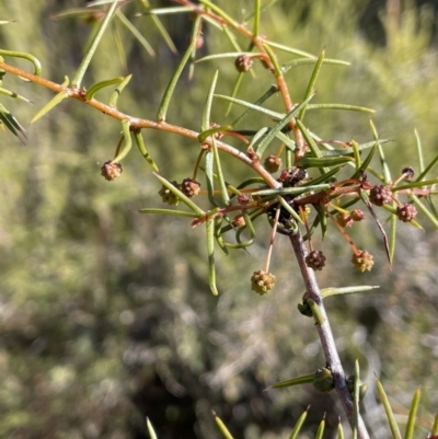 Acacia ulicifolia (Prickly Moses) at Piney Ridge - 26 Jul 2023 by JaneR