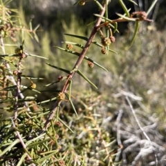 Acacia ulicifolia at Stromlo, ACT - 26 Jul 2023