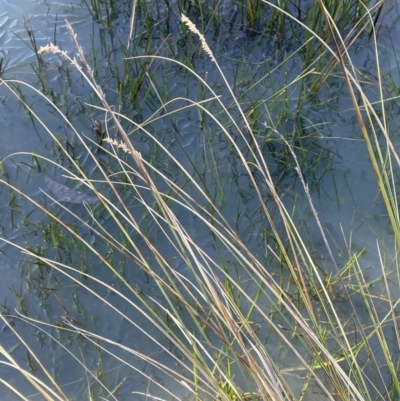 Carex appressa (Tall Sedge) at Stromlo, ACT - 26 Jul 2023 by JaneR