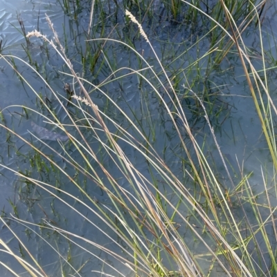 Carex appressa (Tall Sedge) at Piney Ridge - 26 Jul 2023 by JaneR