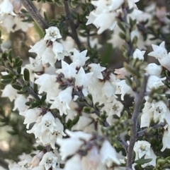 Cryptandra amara (Bitter Cryptandra) at Stromlo, ACT - 26 Jul 2023 by JaneR