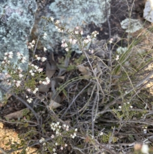 Cryptandra amara at Stromlo, ACT - 26 Jul 2023