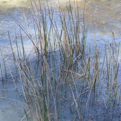 Eleocharis acuta (Common Spike-rush) at Block 402 - 26 Jul 2023 by JaneR