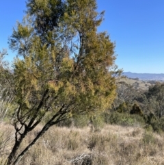 Exocarpos cupressiformis (Cherry Ballart) at Block 402 - 26 Jul 2023 by JaneR