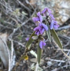 Hovea heterophylla (Common Hovea) at Stromlo, ACT - 26 Jul 2023 by JaneR