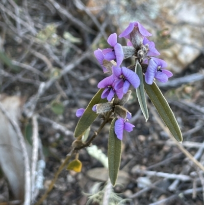 Hovea heterophylla (Common Hovea) at Block 402 - 26 Jul 2023 by JaneR