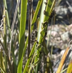 Hovea heterophylla at Stromlo, ACT - 26 Jul 2023