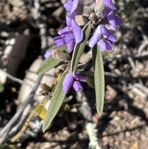 Hovea heterophylla at Stromlo, ACT - 26 Jul 2023